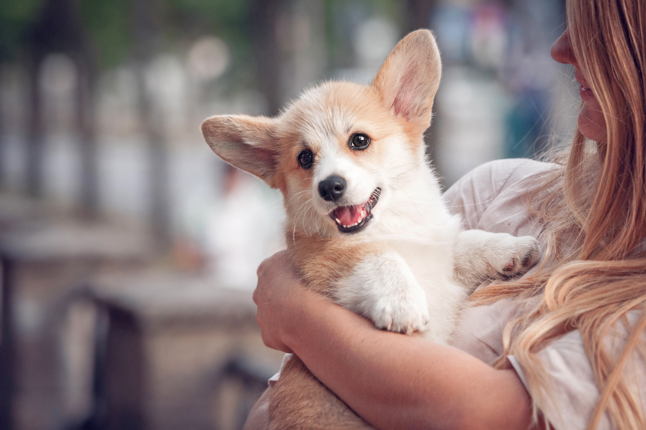 Welsh corgi pembroke puppy on its owners hands