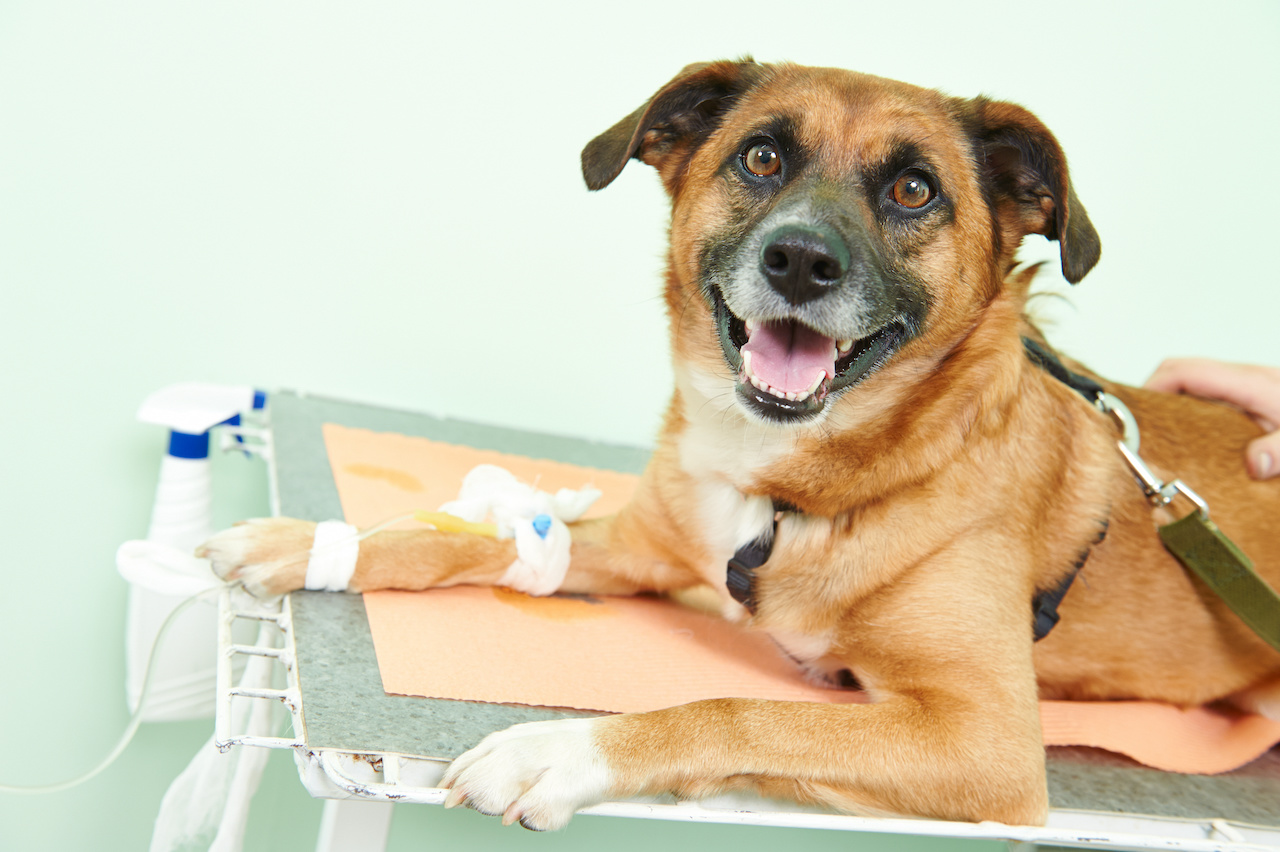 veterinary giving the vaccine to the dog in clinic