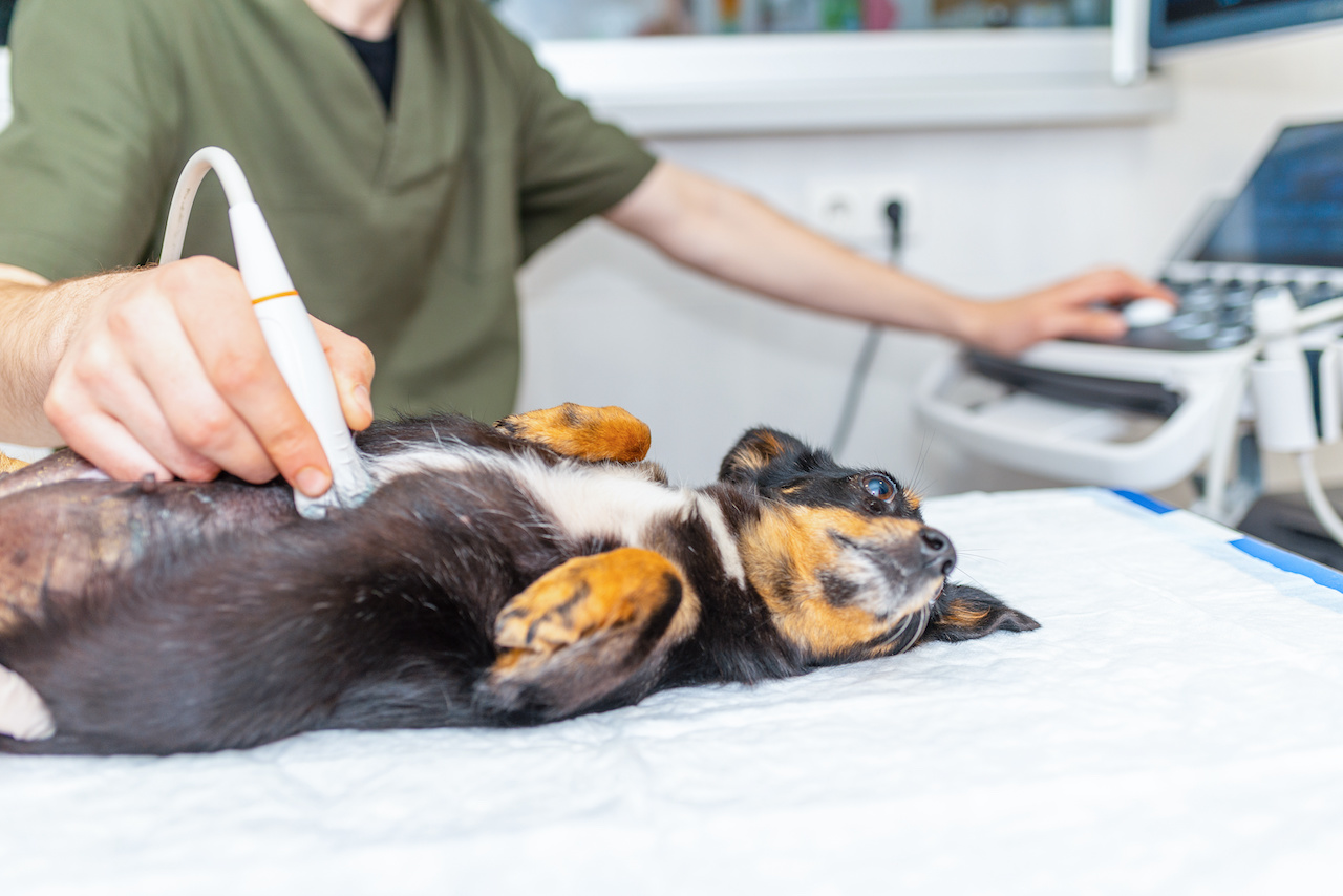 Dog having ultrasound scan in vet office.Little dog terrier in veterinary clinic.