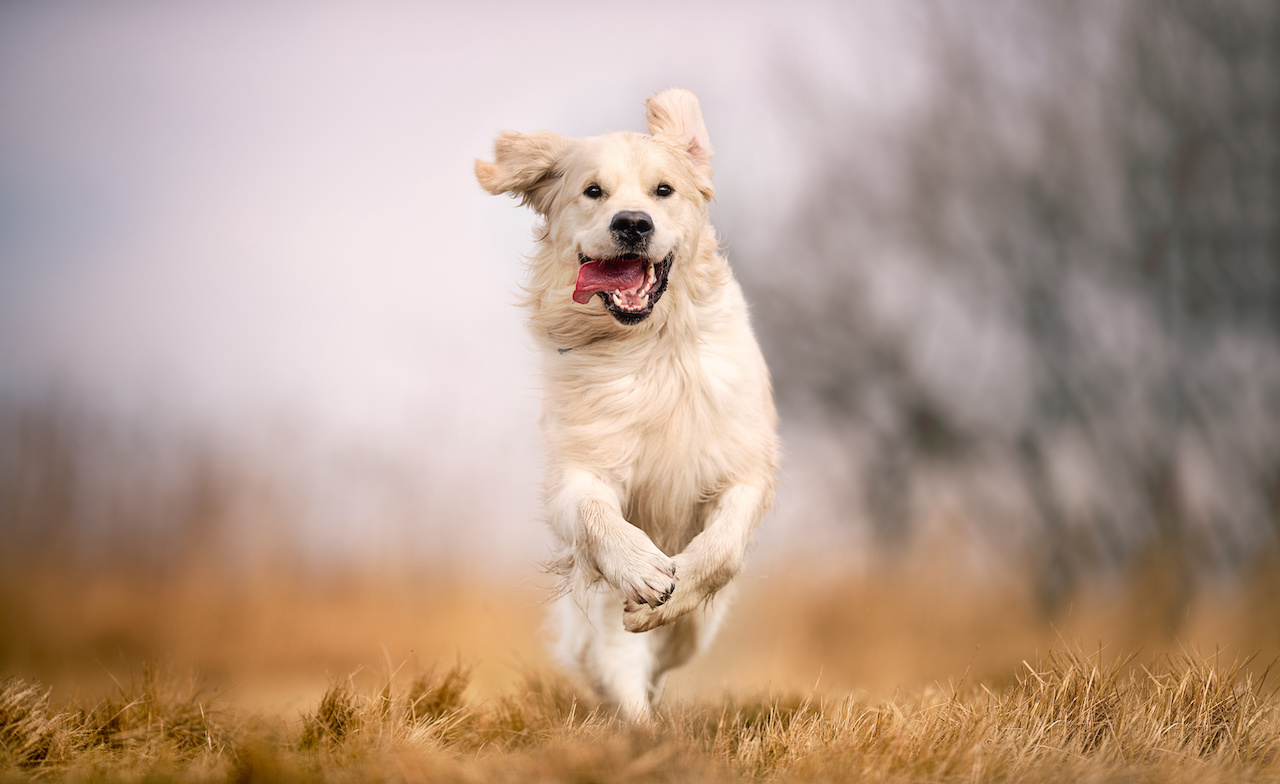 dog running in field dog running in field