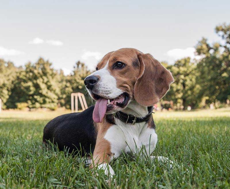 Dog After Juvenile Hip Dysplasia Screening