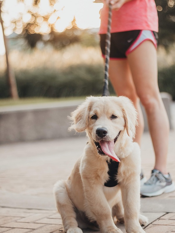 A-Happier-Healthier-Year-For-You-and-Your-Pet A-Happier-Healthier-Year-For-You-and-Your-Pet