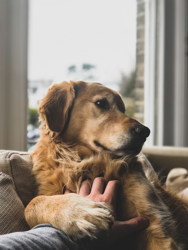 Asthma-in-Dogs Asthma-in-Dogs