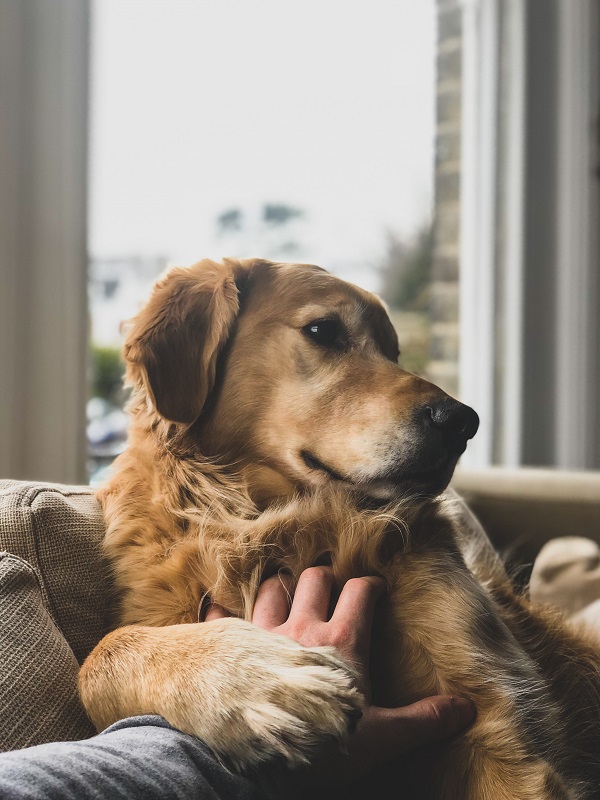 Asthma-in-Dogs