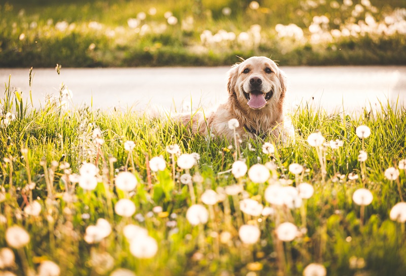 what can i do for my dogs seasonal allergies