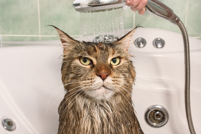 Cat-Bath-Time-Survival-Guide