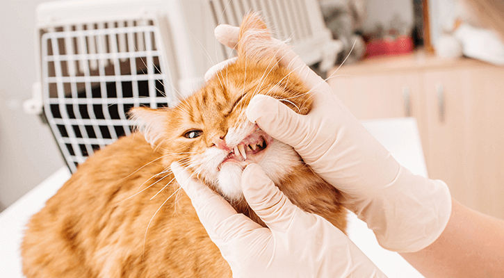 Dental Care Dental Care