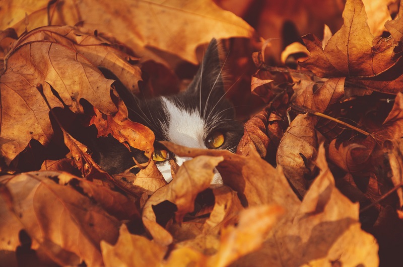 Fall-Safety-and-Your-Pet