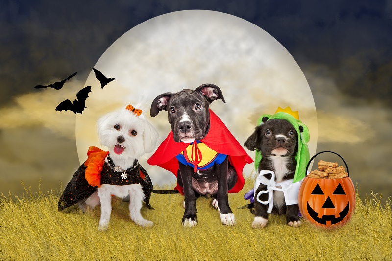 Five-Tips-To-Keep-Your-Pet-Safe-This-October