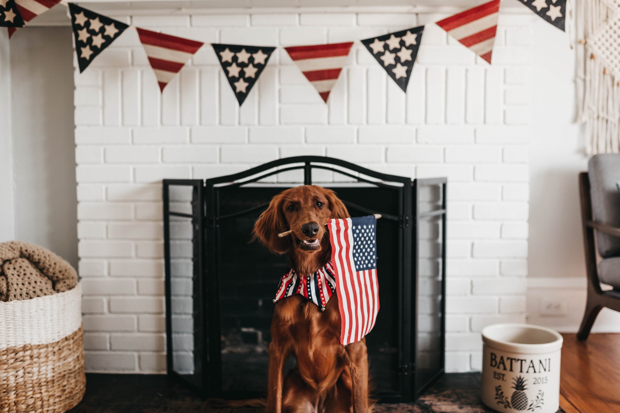 July-4th-Pet-Safety1 July-4th-Pet-Safety1