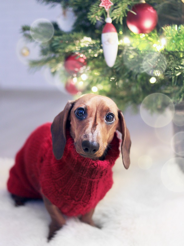 Keep-Your-Pet-Happy-And-Warm-This-Winter-Holiday