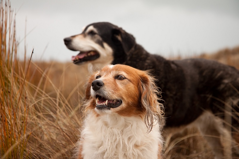 Pet-Care-Tips-For-Senior-Dogs