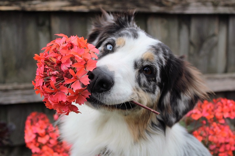 Protecting-Your-Pets-From-Dangerous-Plants Protecting-Your-Pets-From-Dangerous-Plants