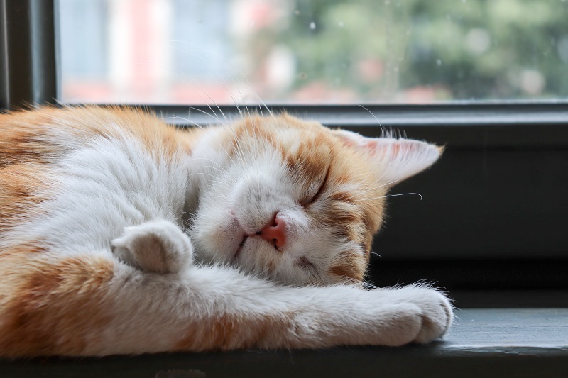 Cat Sleeping In Window