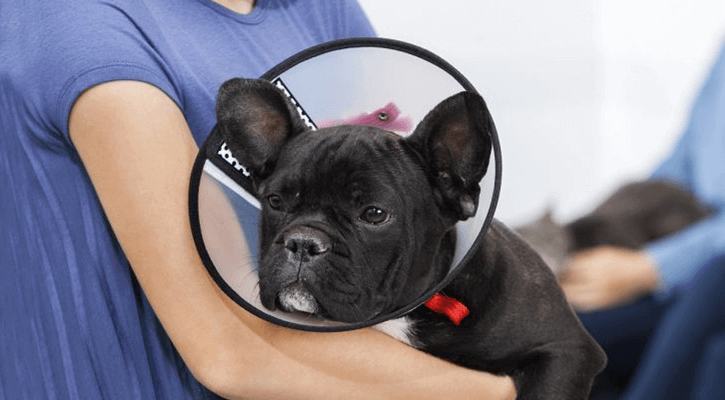 Veterinary In Overland Park, KS | Stanley Veterinary Clinic Veterinary In Overland Park, KS | Stanley Veterinary Clinic