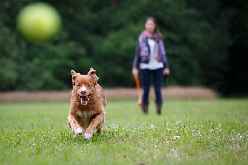 Tips-To-Keep-Your-Pet-Safe-All-Summer-Long