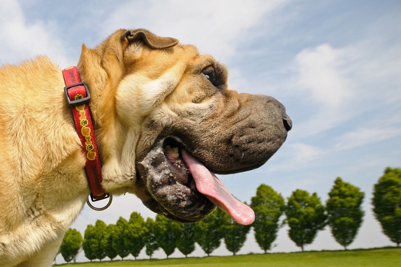 Dog Enjoying Outside