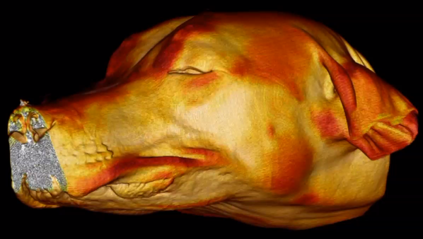 HDVI Image Of A Dog HDVI Image Of A Dog